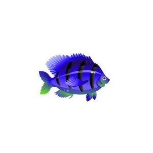 Blue Tang